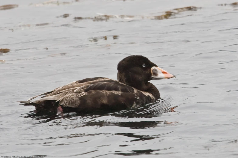 a close - up of a duck swimming in the water