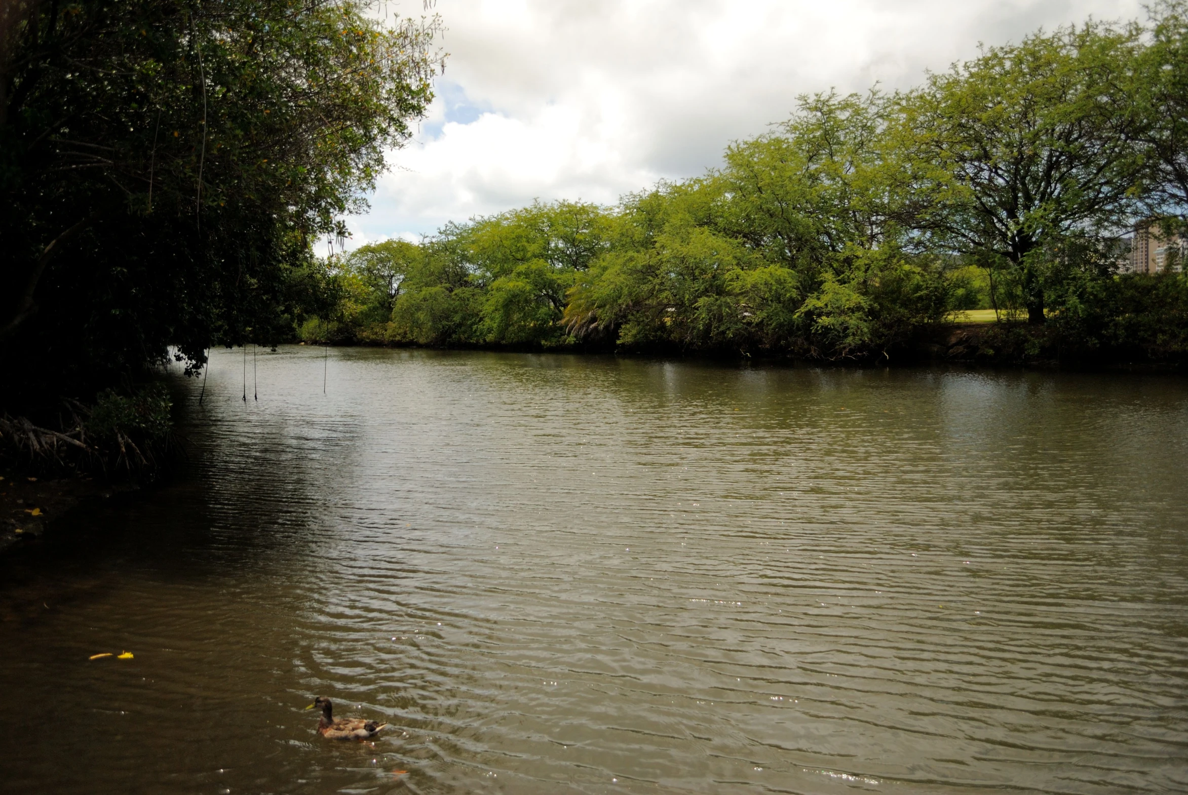 people swimming on the waters of a body of water