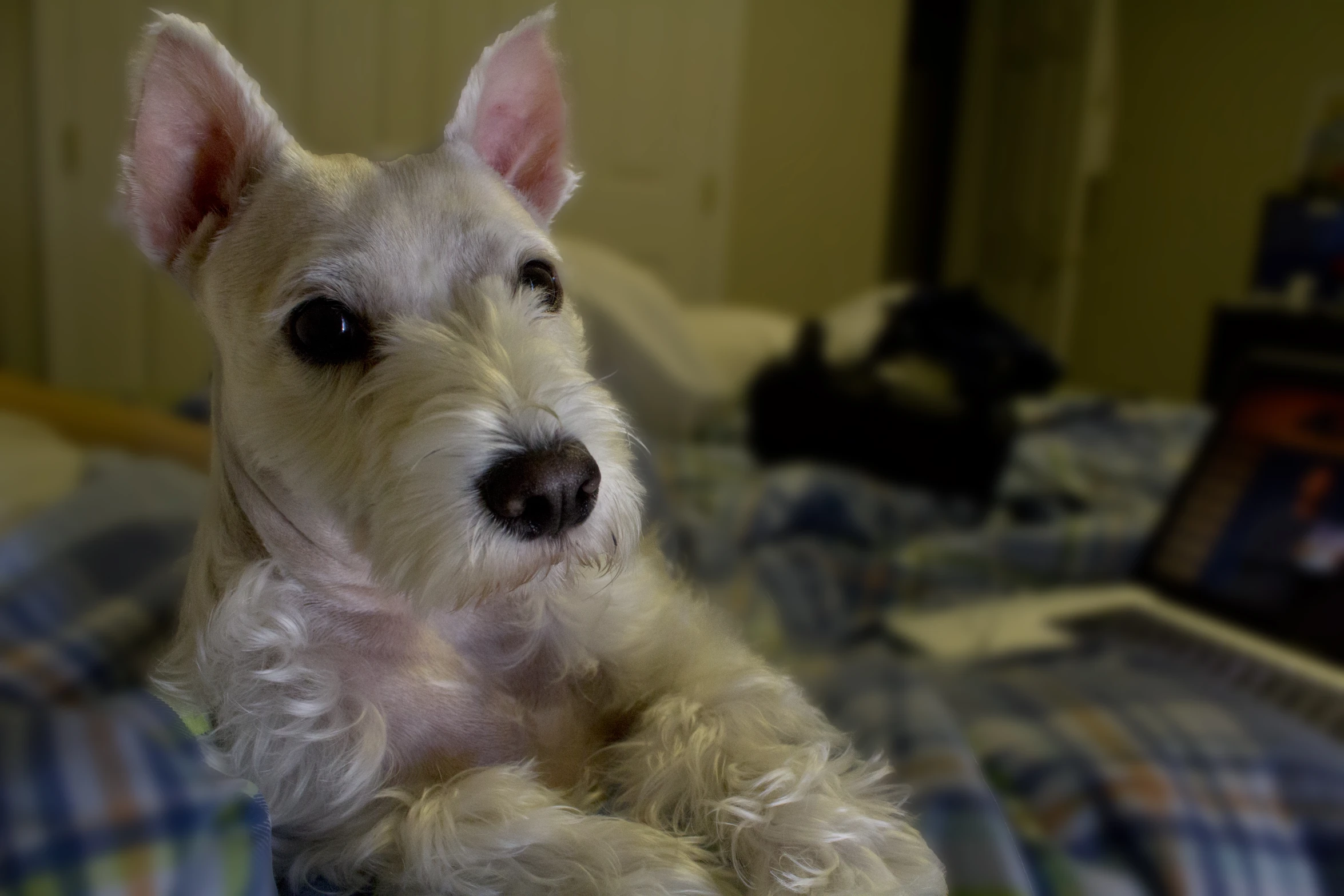 a dog sits in someones bed and looks at the camera