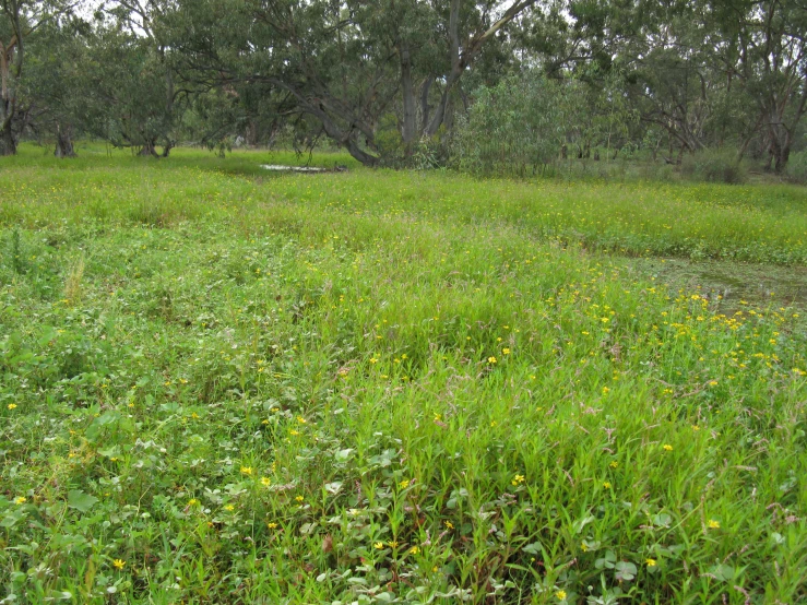 a grassy field with trees and water next to it