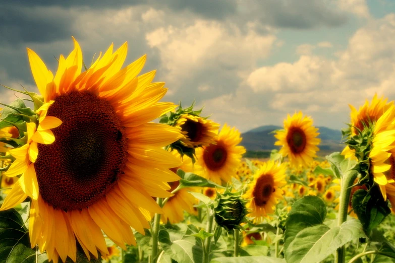 this po shows the center of an enormous sunflower field