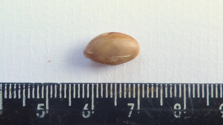a brown mushroom next to a ruler