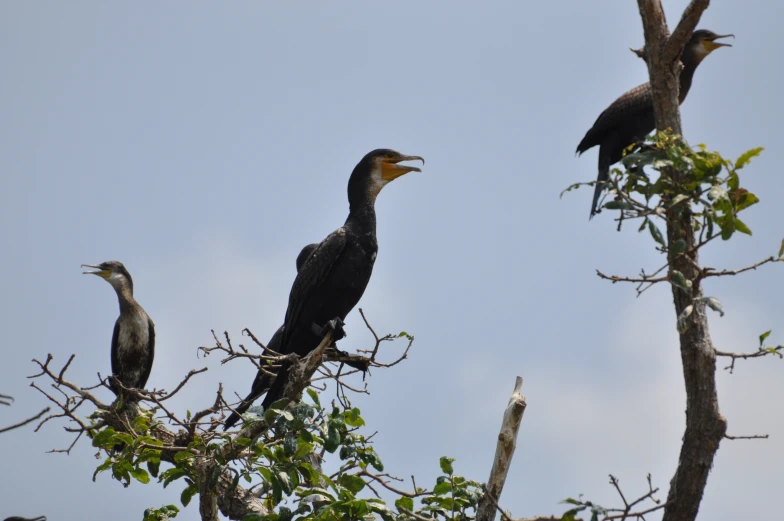 two birds on a tree looking at soing