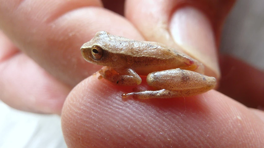 there is a tiny toy frog on someones finger