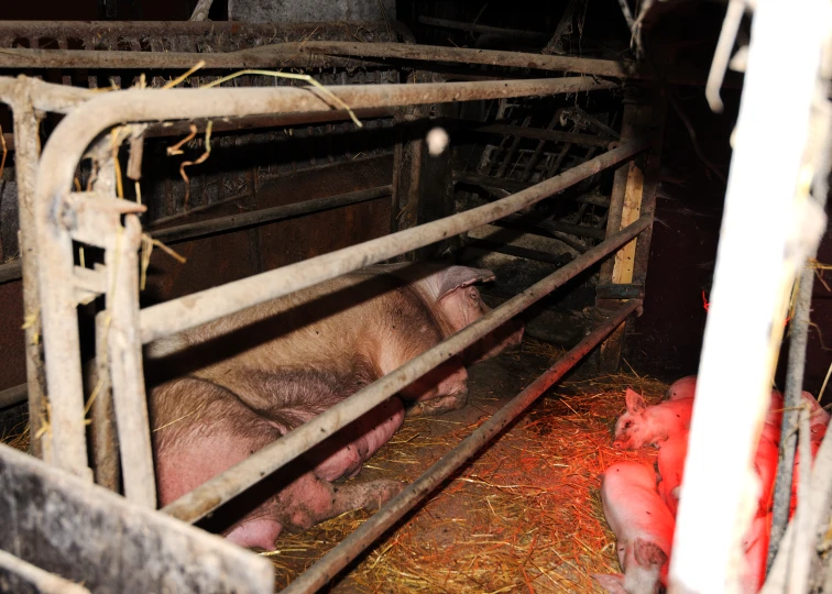 there are two pigs that are in the stall