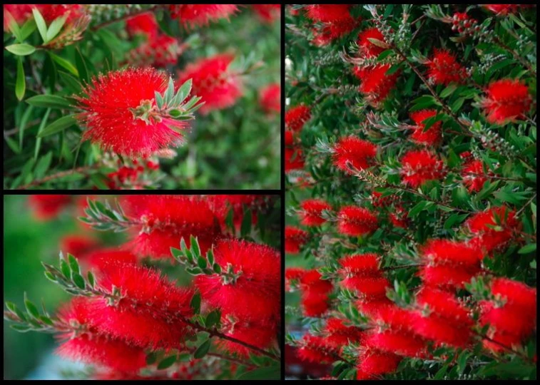 collage of images of flowers including red flowers and green leaves