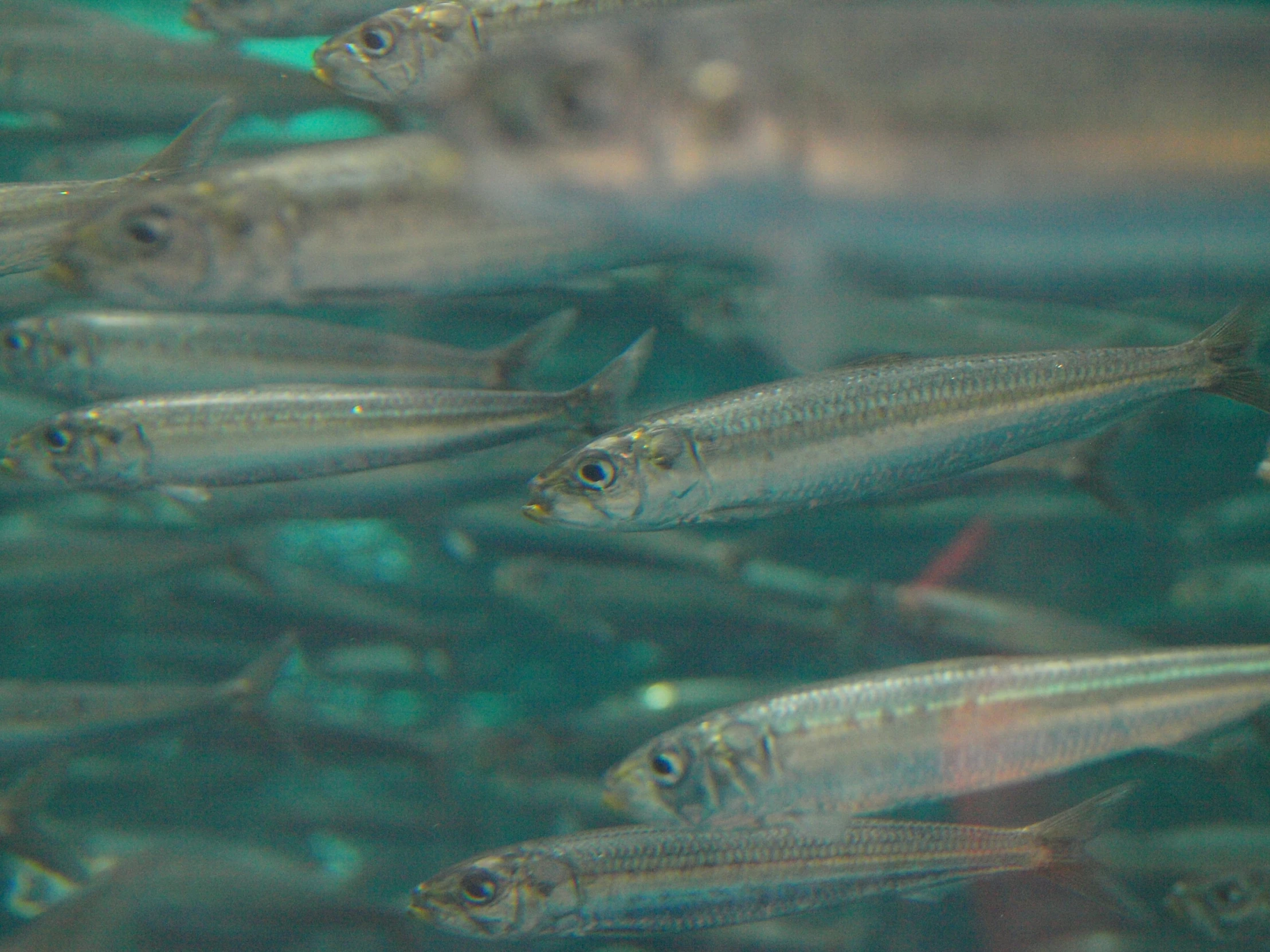 large group of small fish swimming in the water