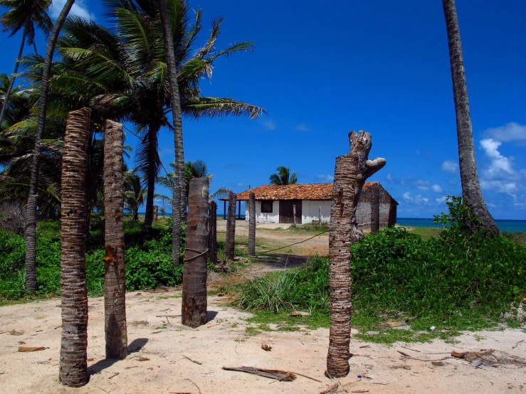 some trees on a beach a building and some bushes