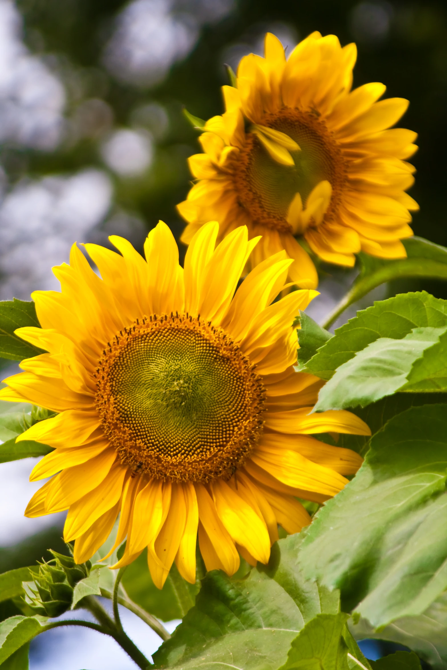 a closeup of a large, open sunflower