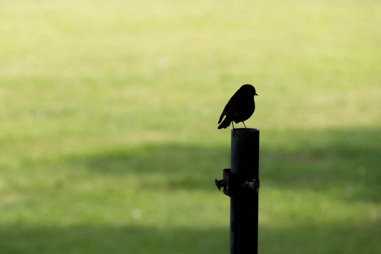 a bird is perched on the top of a black pole