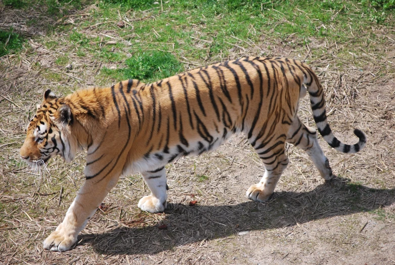 a tiger walking across a grass covered field