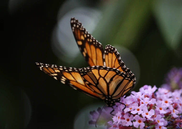 two monarch erflies are standing on a flower