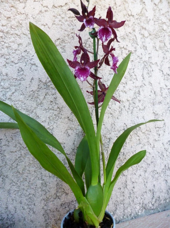 purple orchids sit in a blue pot against a wall