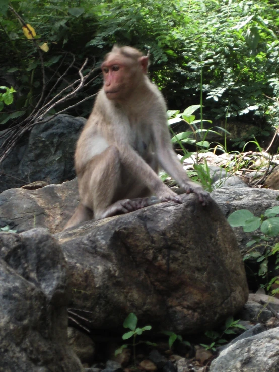 a monkey sits on top of rocks in the middle of some trees