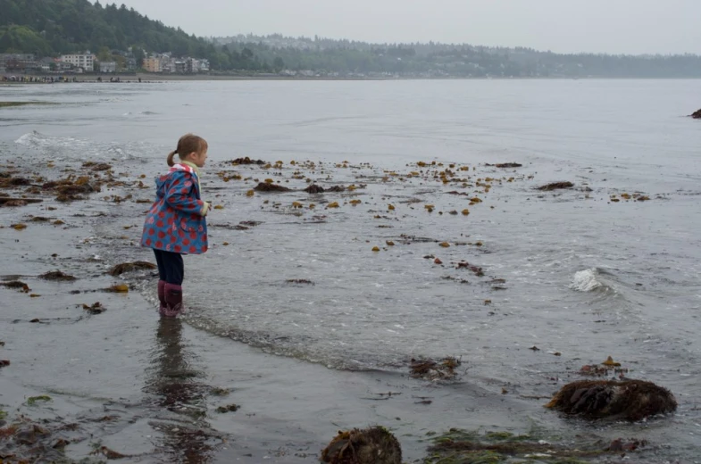 little girl looking at birds on the shore