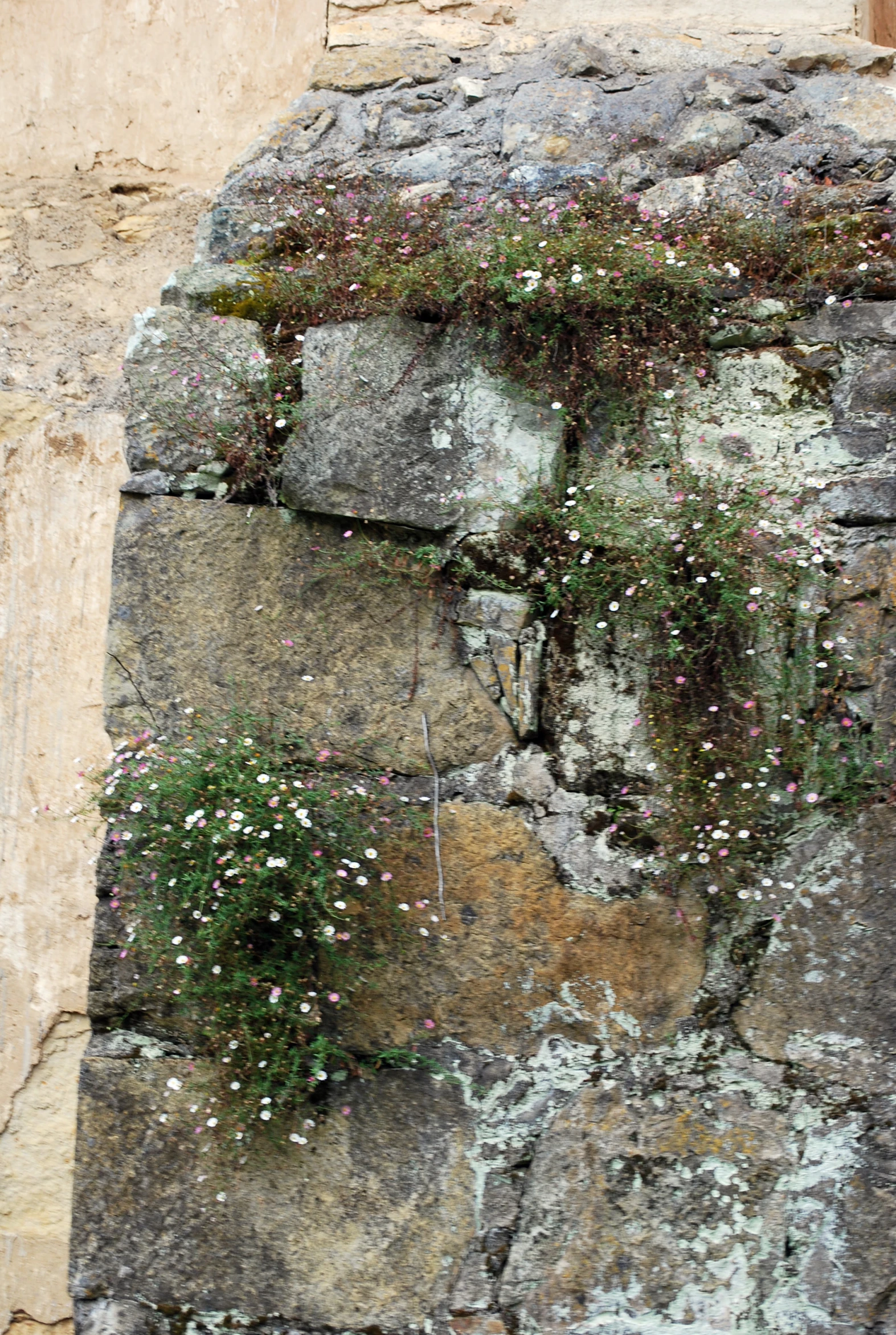 a stone wall with many small white and green flowers