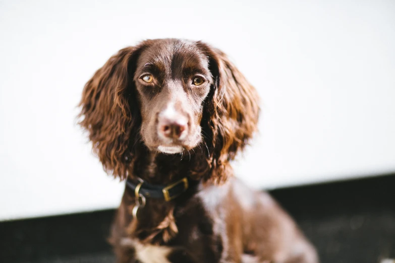 a dog that is looking up while sitting