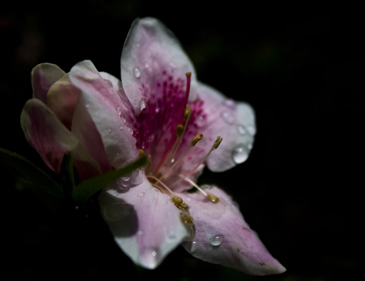 a pink flower with drops of water on it