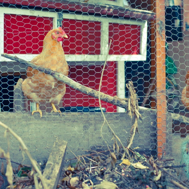 chicken standing on concrete with red building in background