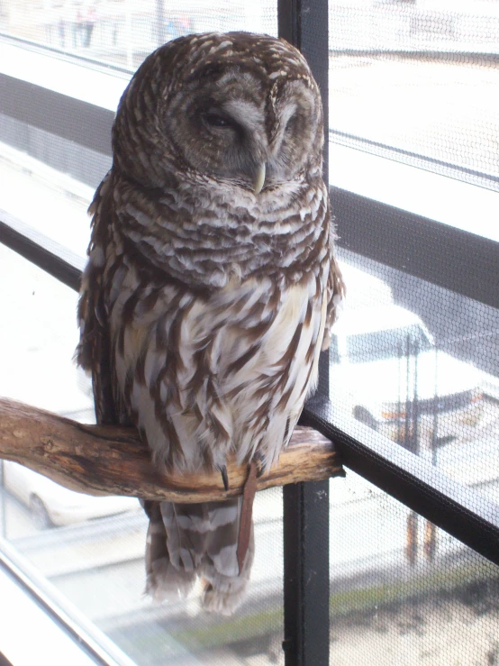 a bird with its eyes closed sitting on a pole