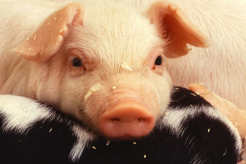 a pig is laying next to a cow