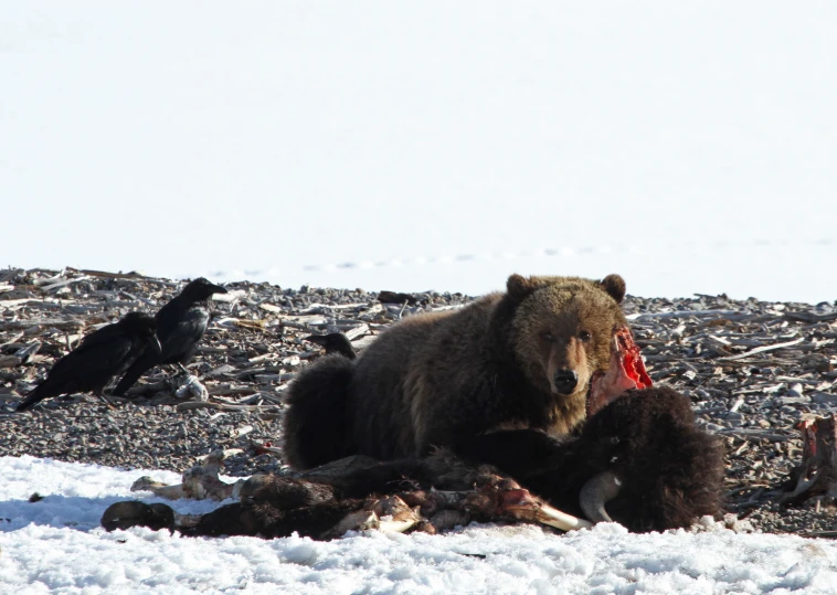 a big brown bear sitting on top of a snow covered ground