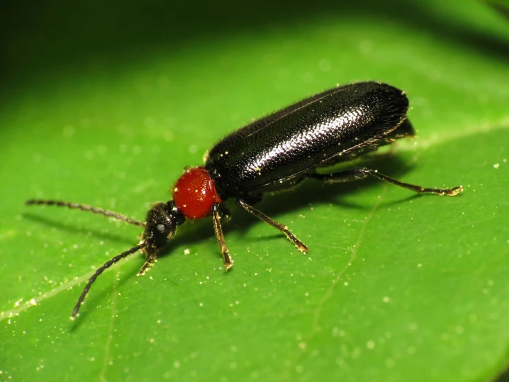 black and red insect with red end on leaf