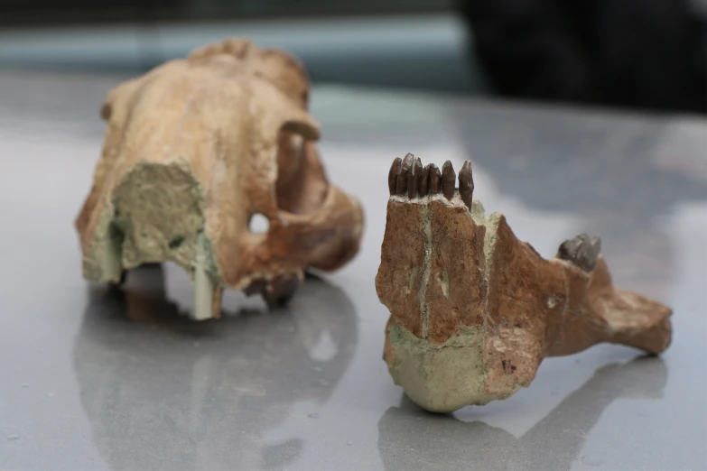 a close up of two pieces of animal bones