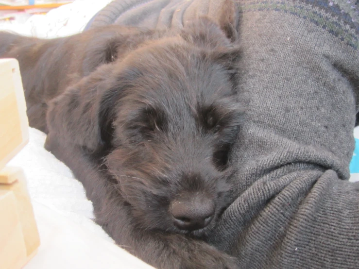 a dog is laying in a bed with his head on someones arm