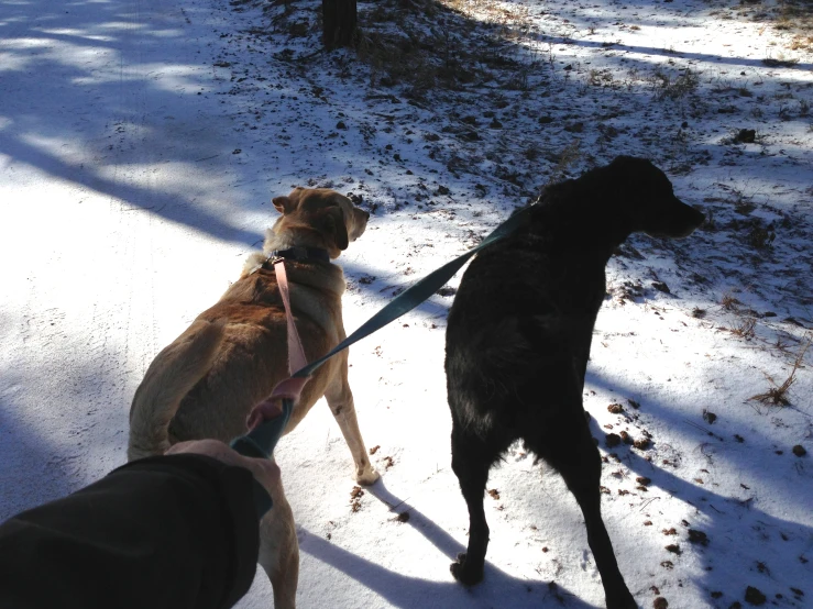 two dogs pulling a leash through the snow