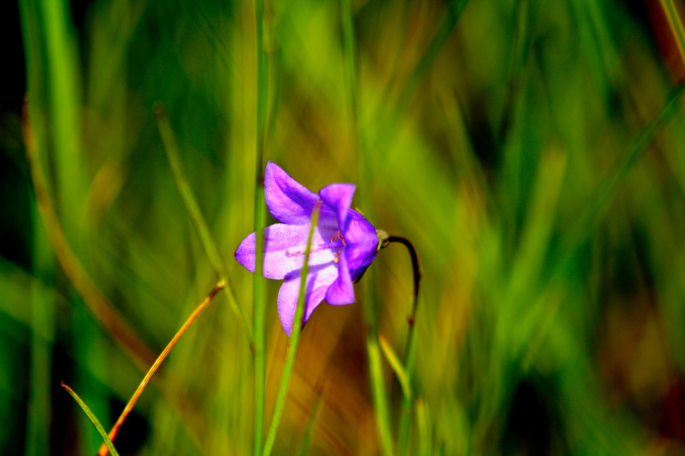 this small purple flower is surrounded by green grass