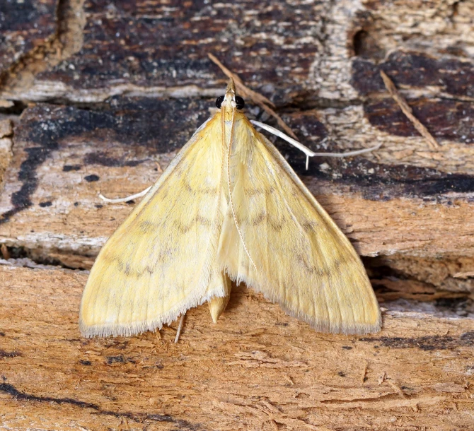 this moth is sitting on the edge of the rock