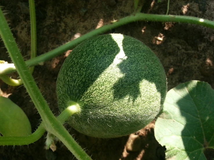 green round object sitting on a vine and shadow