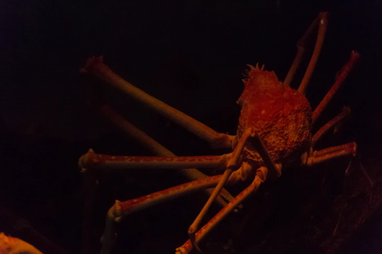 an image of a spider with some legs on a building