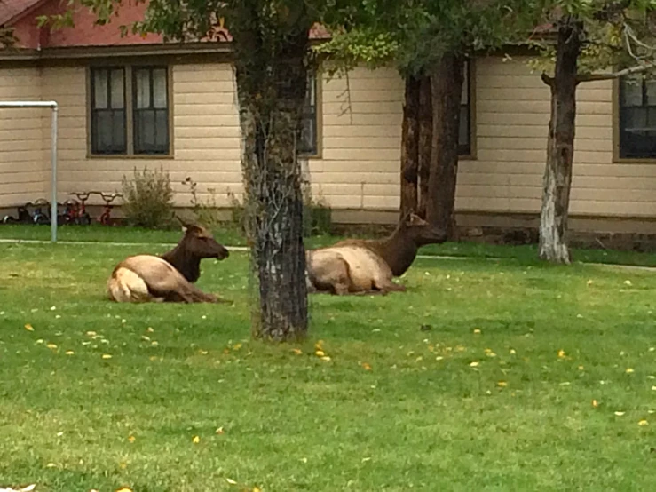 two deer lay down in the grass under a tree