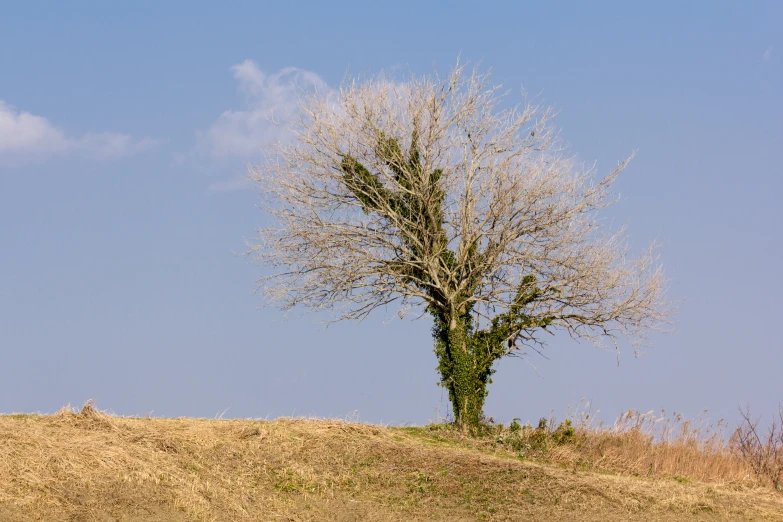 tree in the middle of a grass covered field