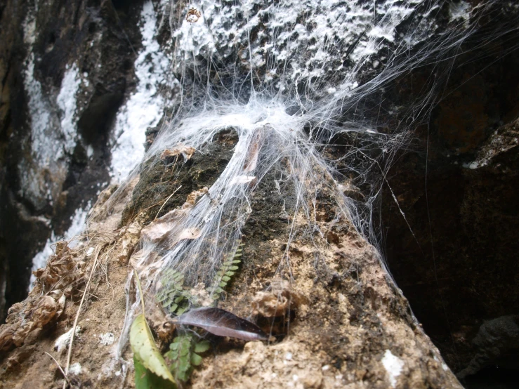 a small green and white spider web on the side of a mountain