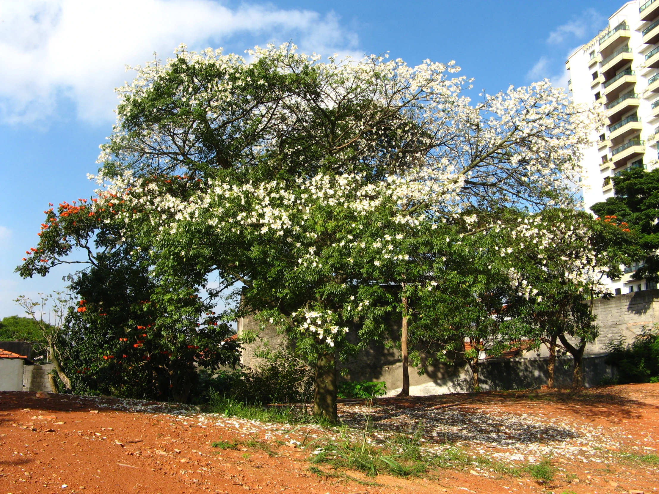 a large, blooming tree in the middle of a dirt lot