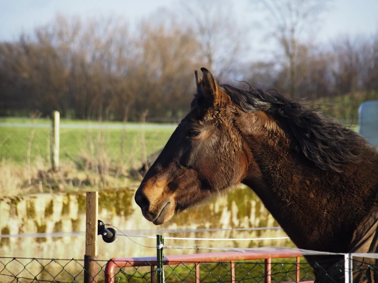 a brown horse standing next to a fence in front of trees