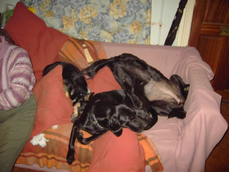 a dog laying on the bed sleeping next to another dog