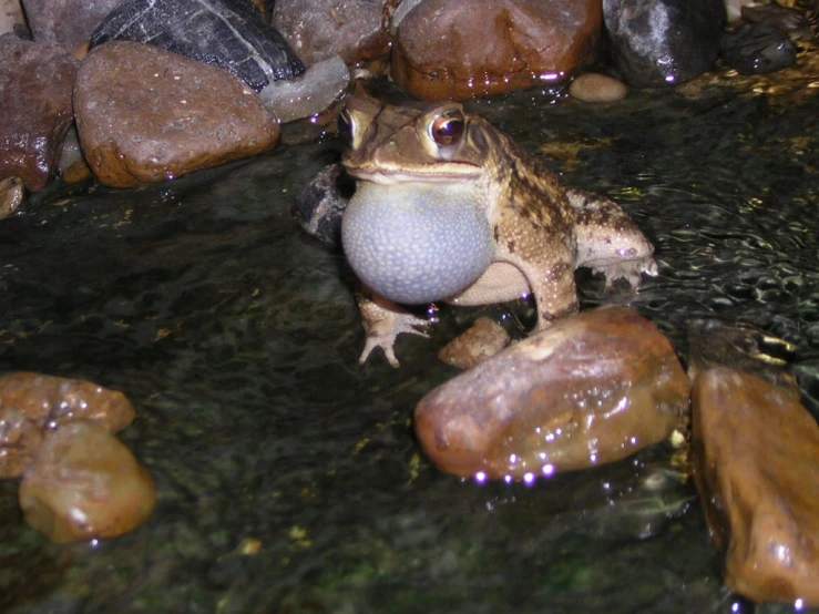 the frog is in the water with the ball on it's paws