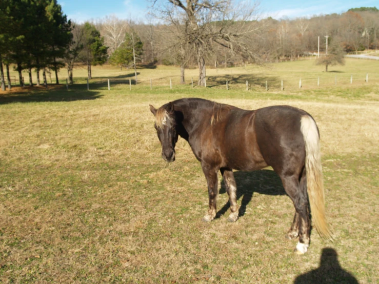 a brown horse in a grassy pasture with trees and bushes