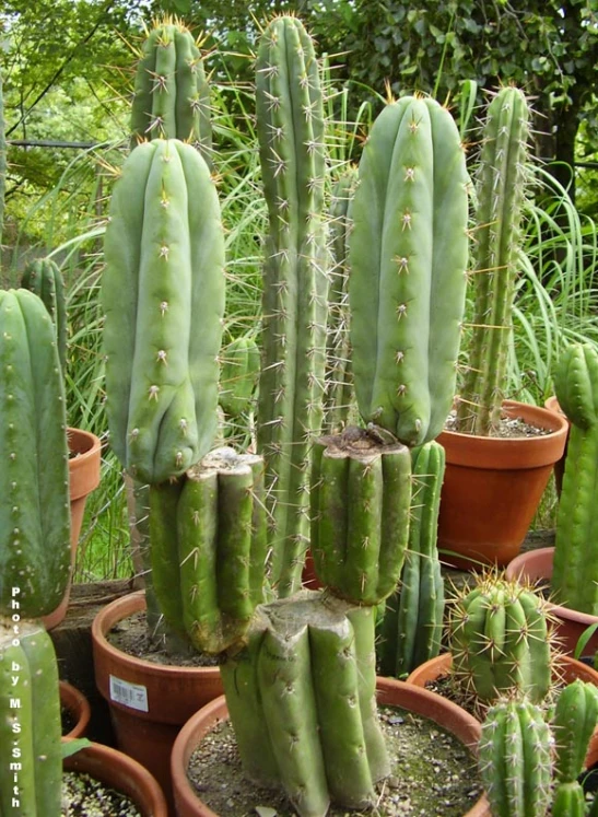a cluster of cactus's sitting in their pots