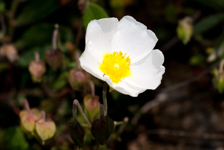 a white flower has a yellow center and is in the middle of its bloom