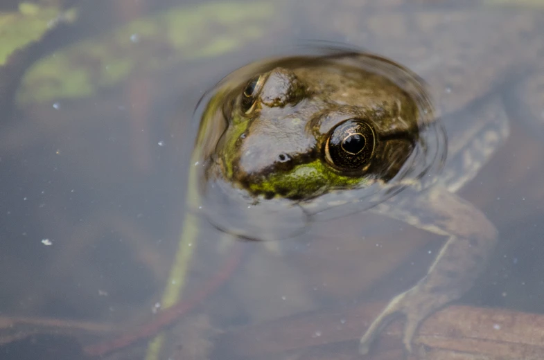 a frog that is looking at soing in the water