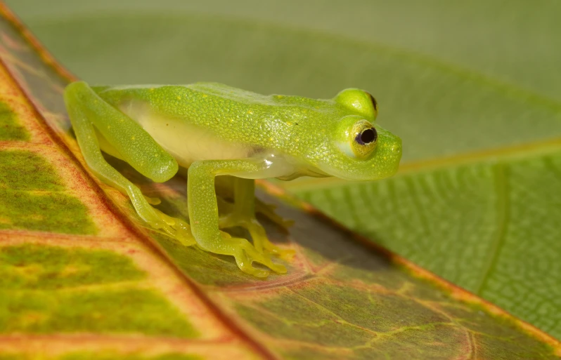 a frog with a green head and yellow legs on a leaf