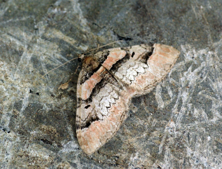 an image of a moths that is on the ground