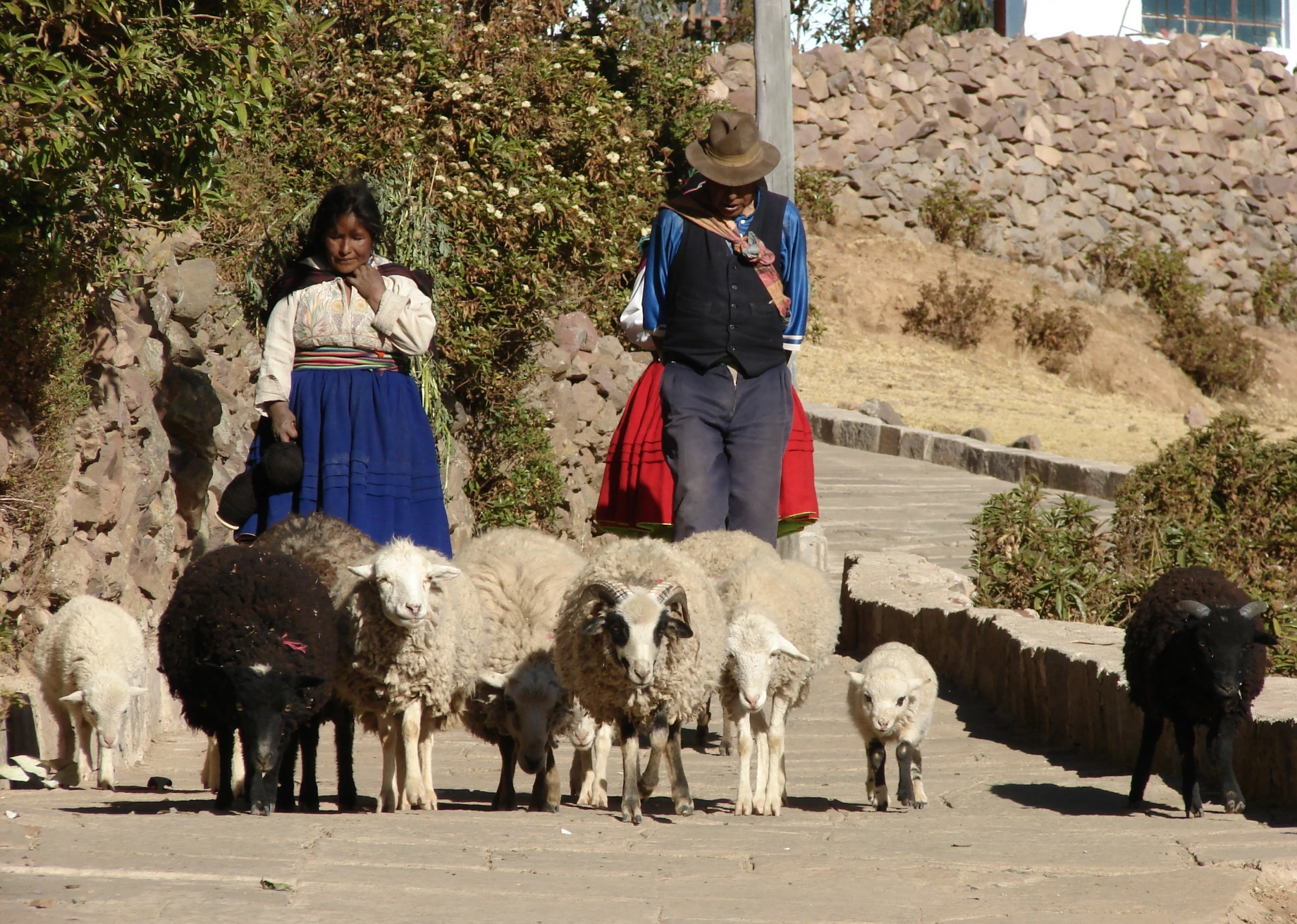 several people and some sheep on a mountain