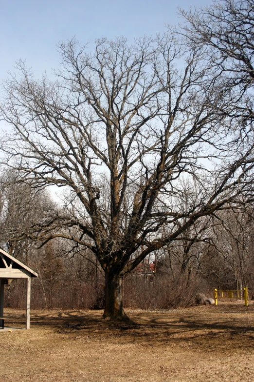 a park area with a picnic pavilion and a tree