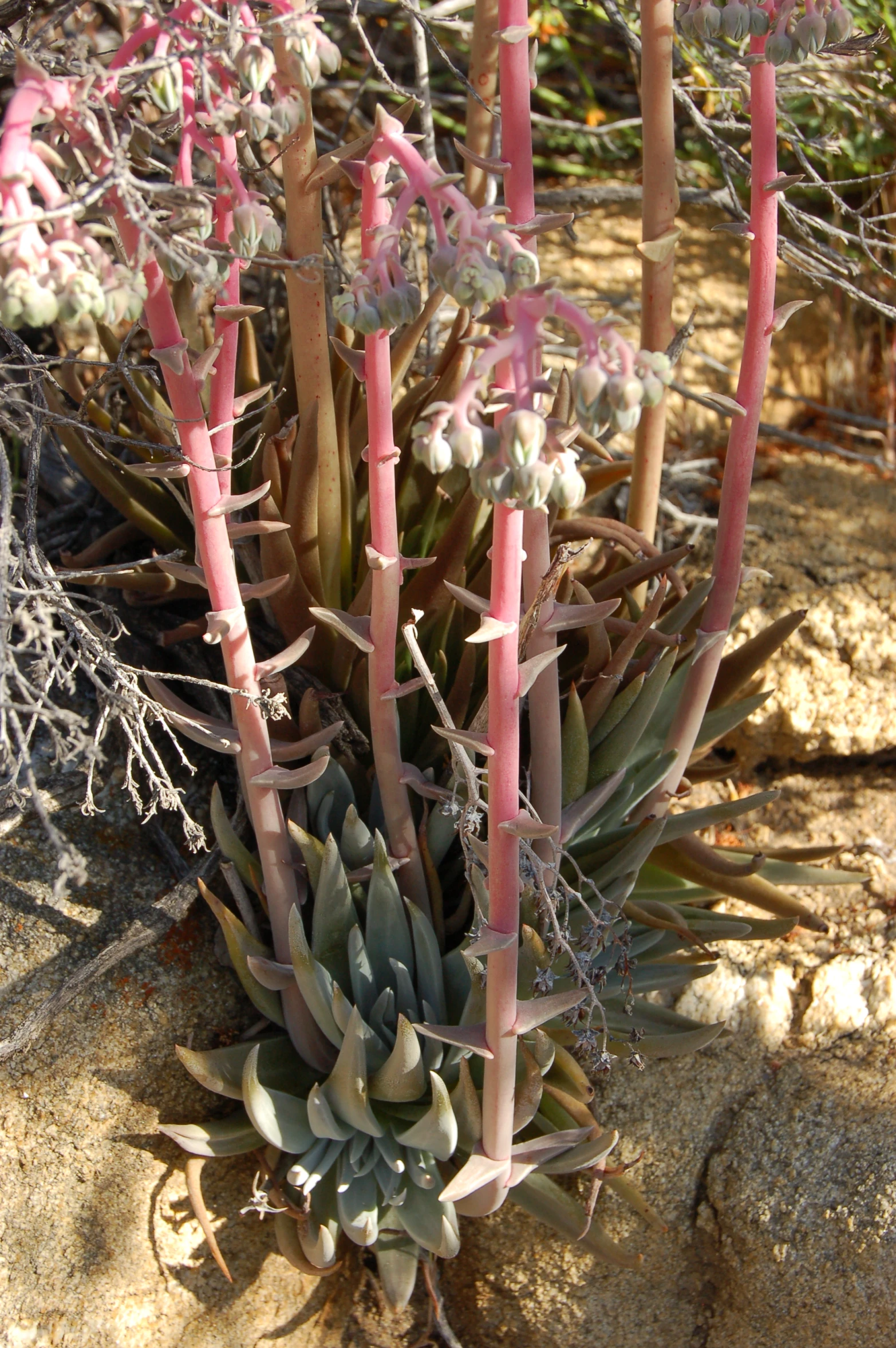 a group of small plants that are standing on rocks